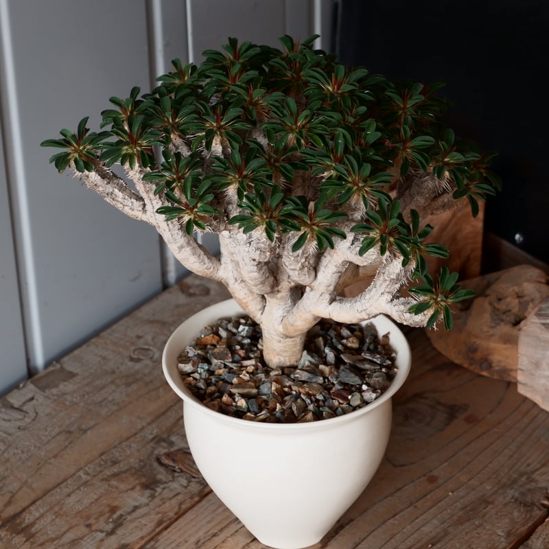 大株 ユーフォルビア ギラウミニアナ 輸入株［No.24］ × 坂本新 作