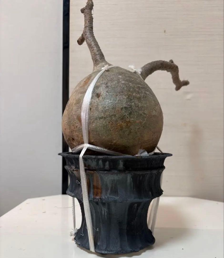 発根済 大株グラキリス／12月15日発根確認／芽吹き・蕾あり 過去最大】発根済みグラキリスの主根確認と冬の管理方法について