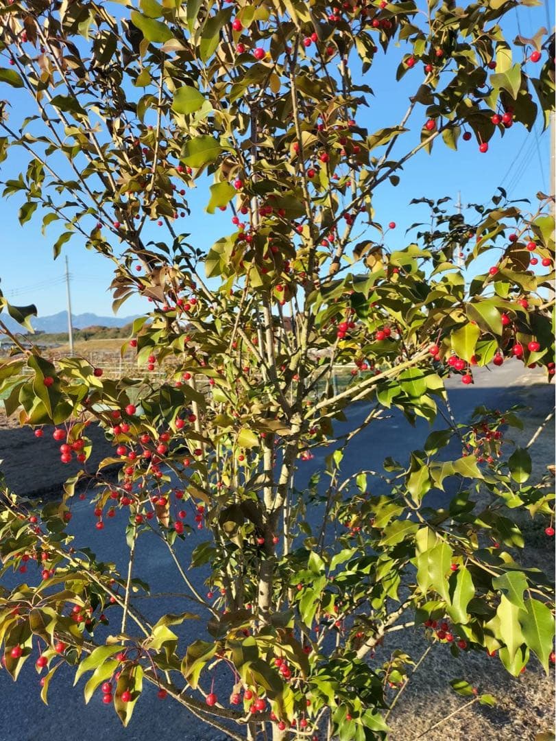 ソヨゴ メス 株立ち 7本立ち (実 すずなり) - メルカリ