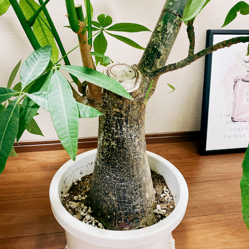 現品］【一点限り】大株 パキラ 幹太 尺 10号 観葉植物 大型 室内 育て